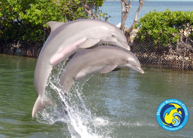 Dolphin Research Center