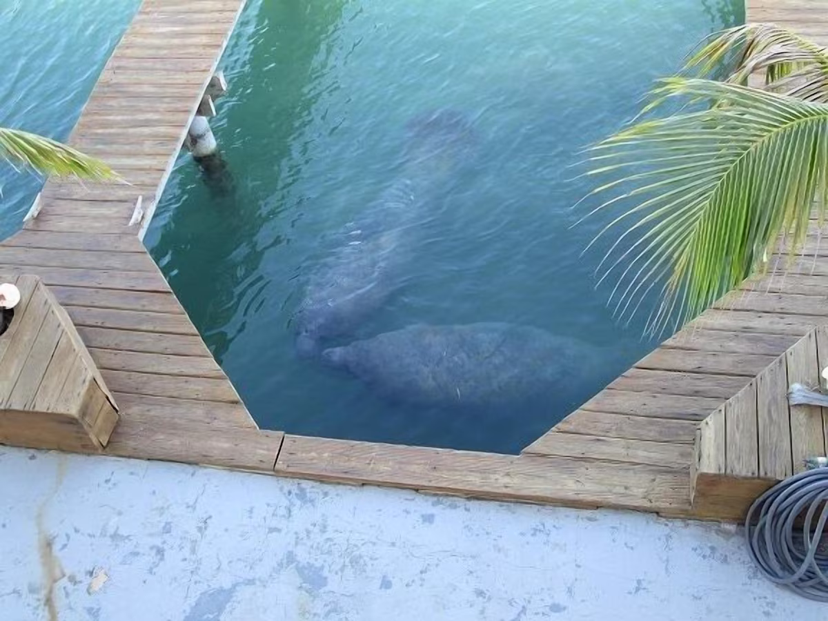 Manatees come by nearly each day